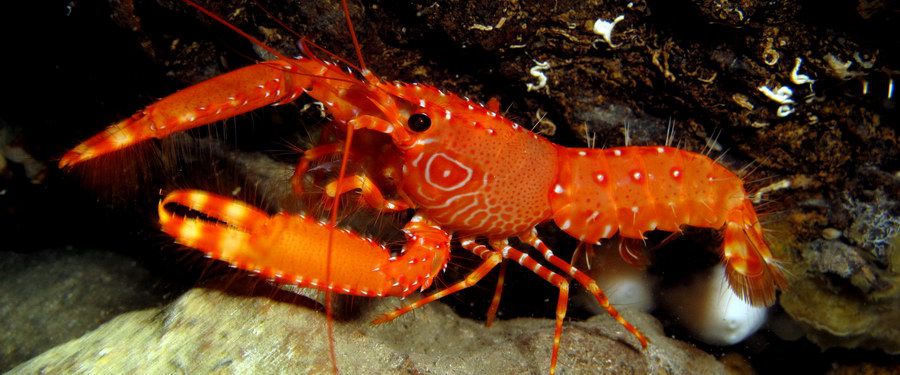 night diving gran canaria - Canarian Lobsterette