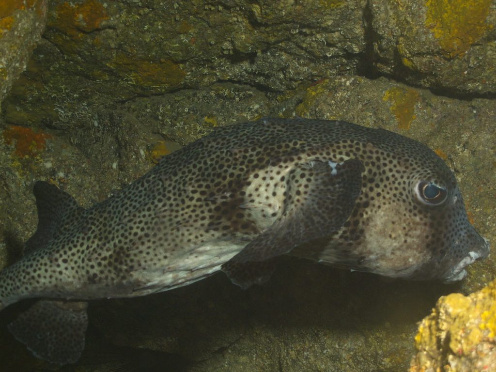 Diving in Gran Canaria ith Spiny Pufferfish