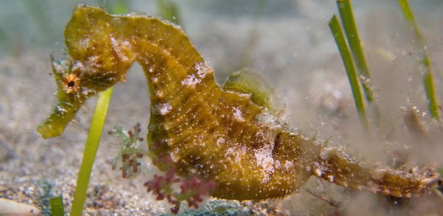 Sea Horse Gran Canaria