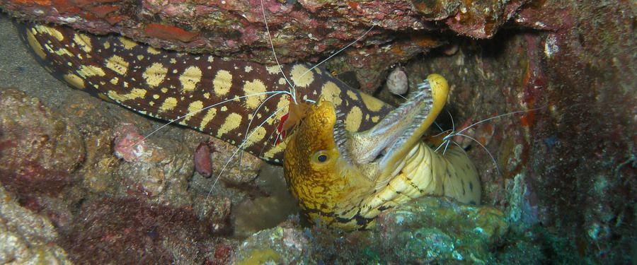 Tiger Moray diving gran canaria