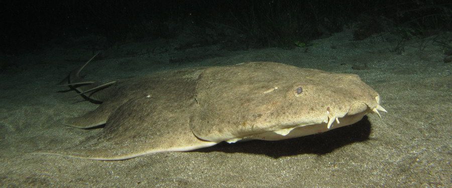 Angel Shark night diving canary islands