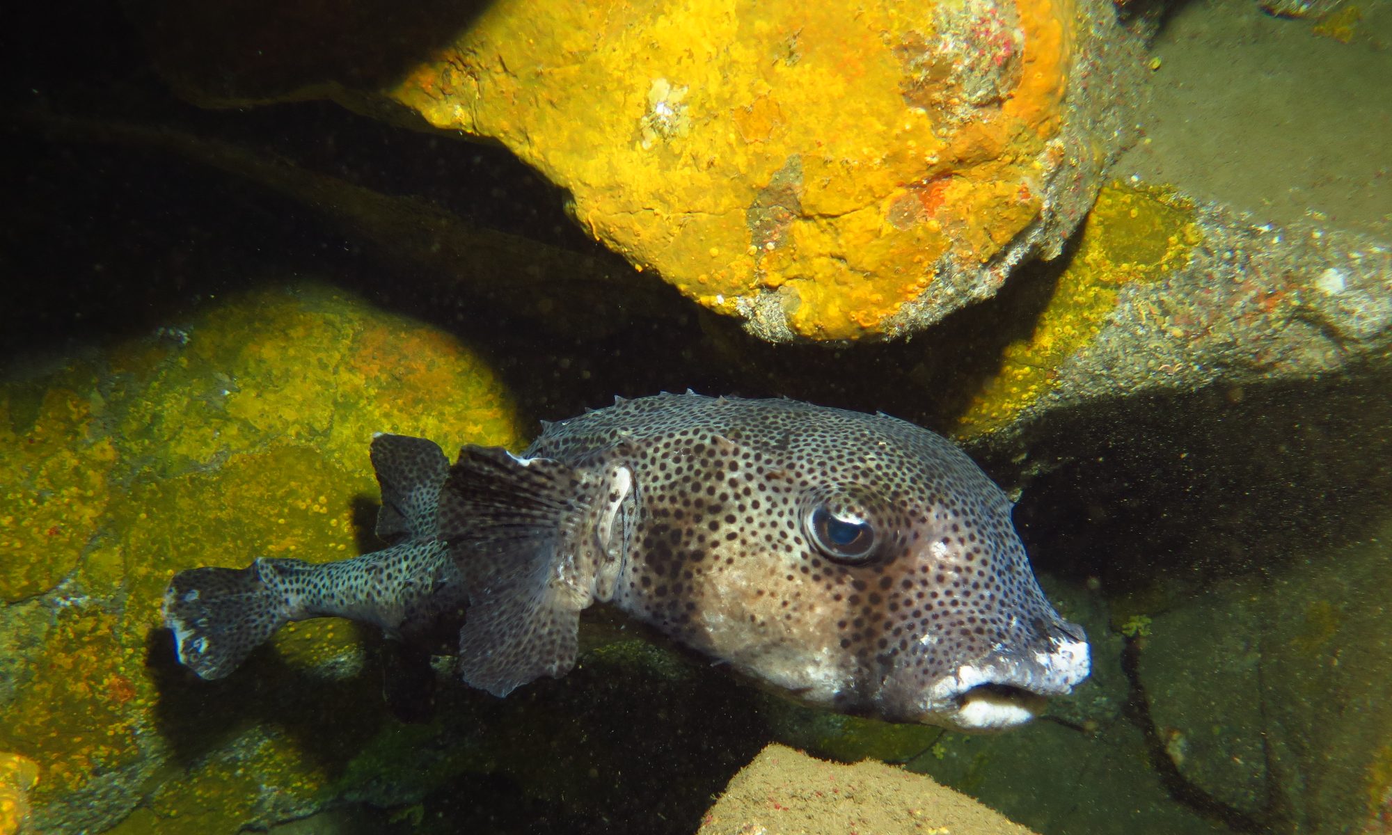 Gran Canaria Diving Hints and Tips