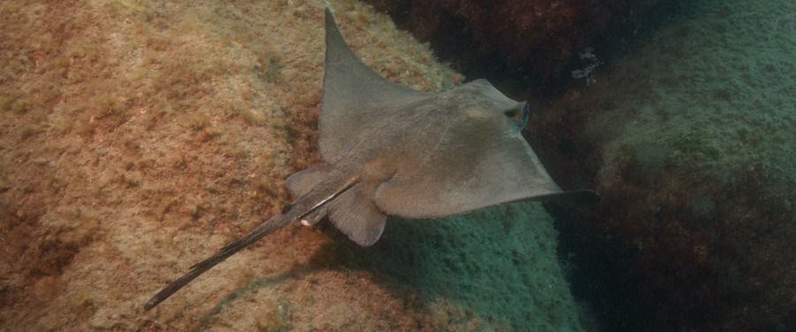 eagle ray gran canaria