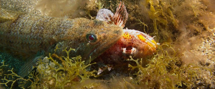 Lizardfish eating scorpionfish, Gran Canaria