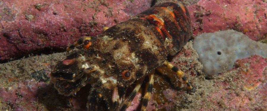 Small European locust lobster in Gran Canaria