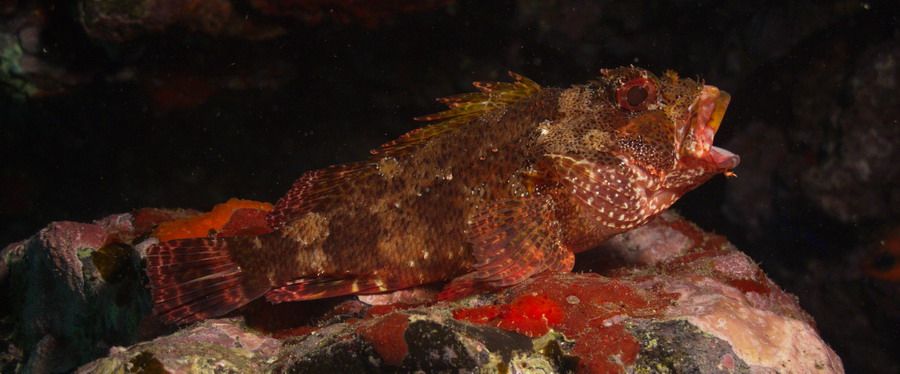 Scorpionfish diving Arinaga Gran Canaria