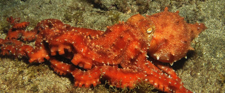 White spotted octopus night diving canary islands