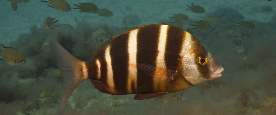 Zebra Bream, diving Gran Canaria