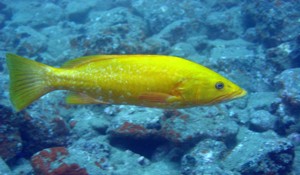 The Abade is normally black or white, but certain individuals display this yellow colour variation