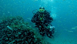 sardina del norte shoals 