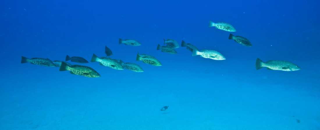 Abade or Canary Island Grouper
