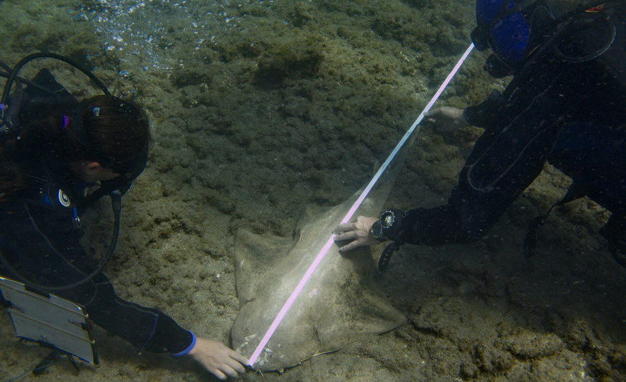 Angelshark check by divers in gran canaria