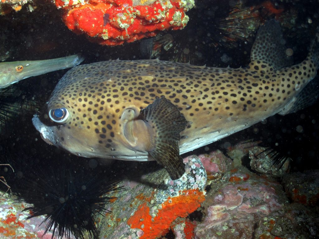 Scuba Diving in Gran Canaria with Spiny Pufferfish