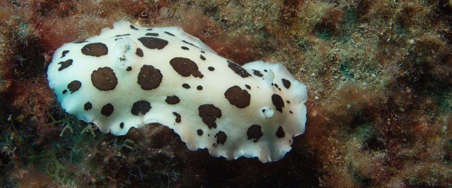 Leopard Sea Slug in the Arinaga Marine Reserve