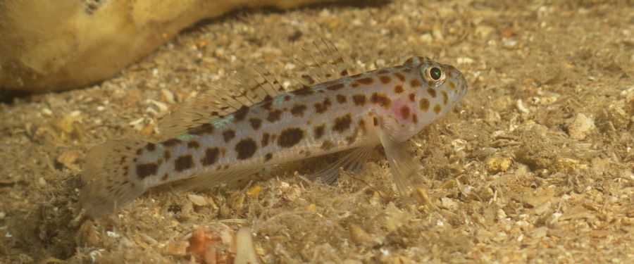 Leopard spotted goby, Arinaga, Gran canaria