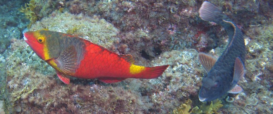 male and female Parrotfish Arinaga Gran Canaria